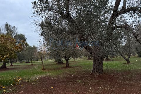 Farm hus i Ostuni, Brindisi, Ostuni - € 79.000 | Ref: 172815 - foto 9